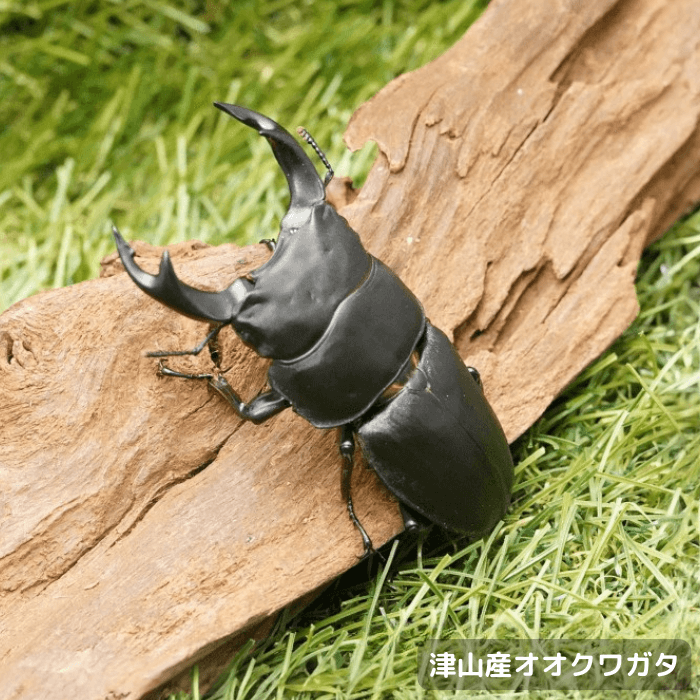 国産オオクワガタ単品B品オス65mmUP(背キズ)(岡山県　津山産)累代CB(虫)