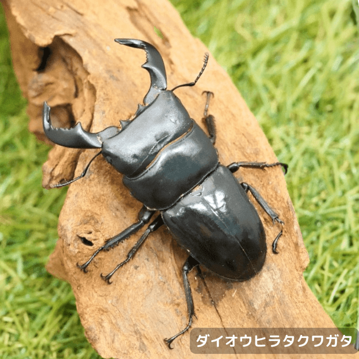 ダイオウヒラタクワガタペアオス70mmUP(東ジャワ産)累代WD(虫)