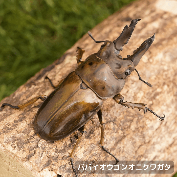 ババイオウゴンオニクワガタペアオス66mmUP（ミャンマー産)累代CBF1(虫)