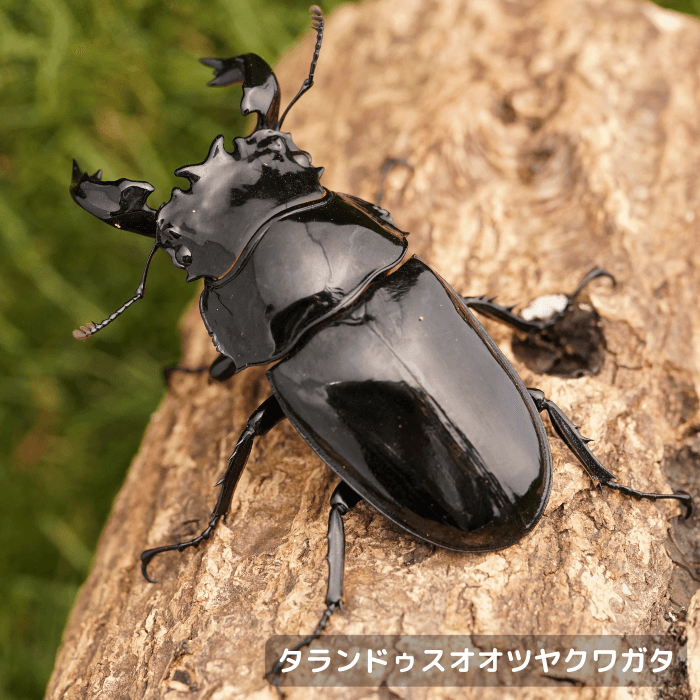 タランドゥスオオツヤクワガタペアオス73mm(コンゴ産)累代F2(虫)