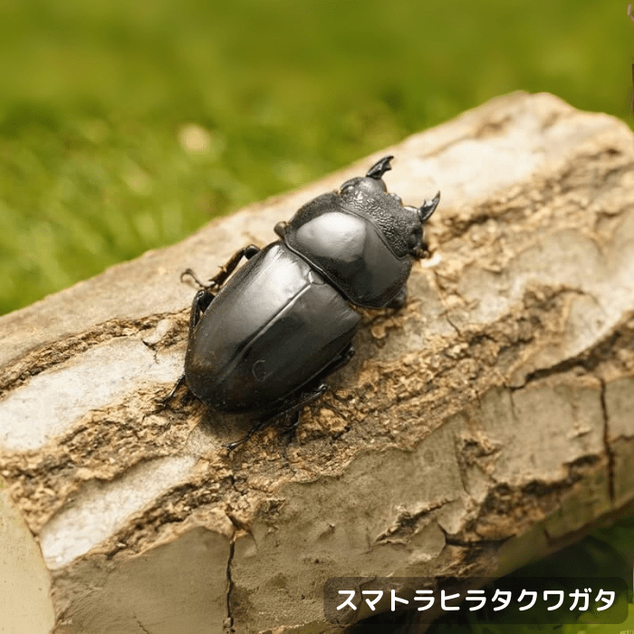 スマトラヒラタクワガタ単品メス30mmUP(ベンクール産)累代WD(虫)