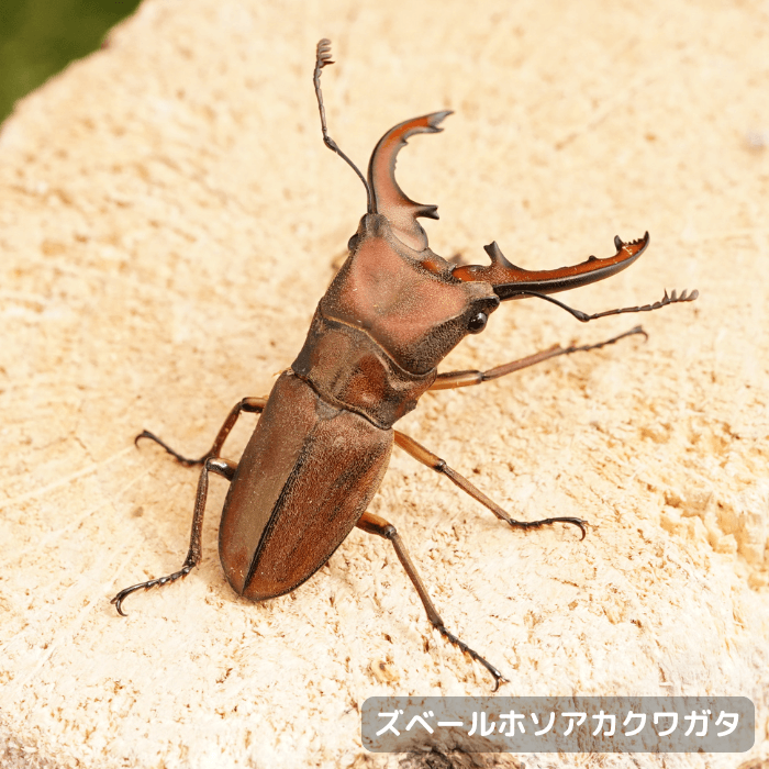 ズベールホソアカクワガタ単品オス40mmUP(ミンダナオ島産)累代WF1(虫)