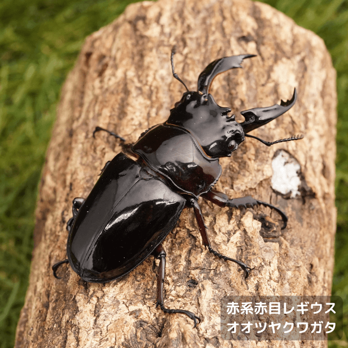 赤系赤目レギウスオオツヤクワガタペアオス65mm(カメルーン産)累代CB(虫)