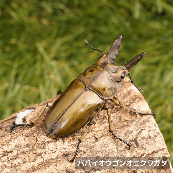ババイオウゴンオニクワガタ単品オス58mmUP（ミャンマー産)累代CBF1(虫)