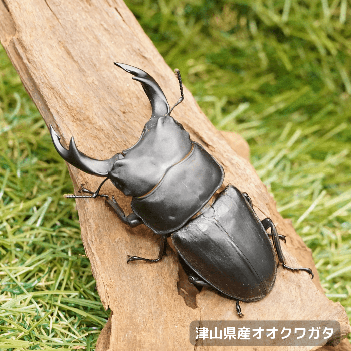 国産オオクワガタ単品B品オス70mmUP(左前フセツマヒ)(岡山県　津山産)累代CB(虫)