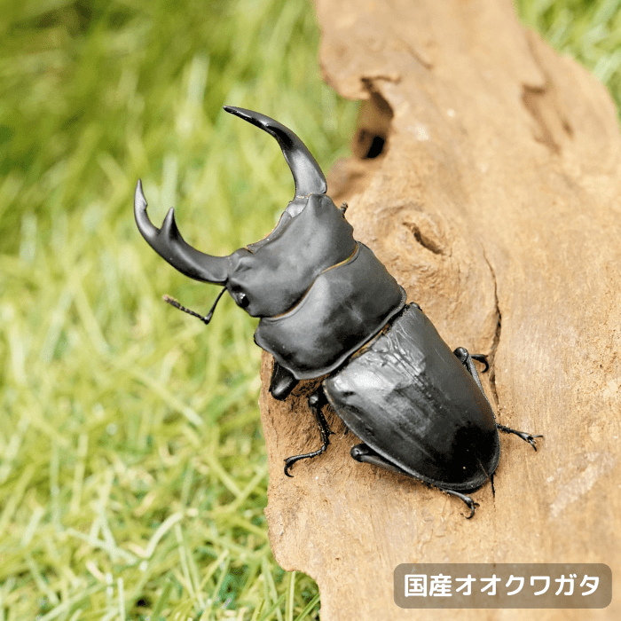 月夜野きのこ園クワガタ菌床販売部 / 国産オオクワガタ単品B品