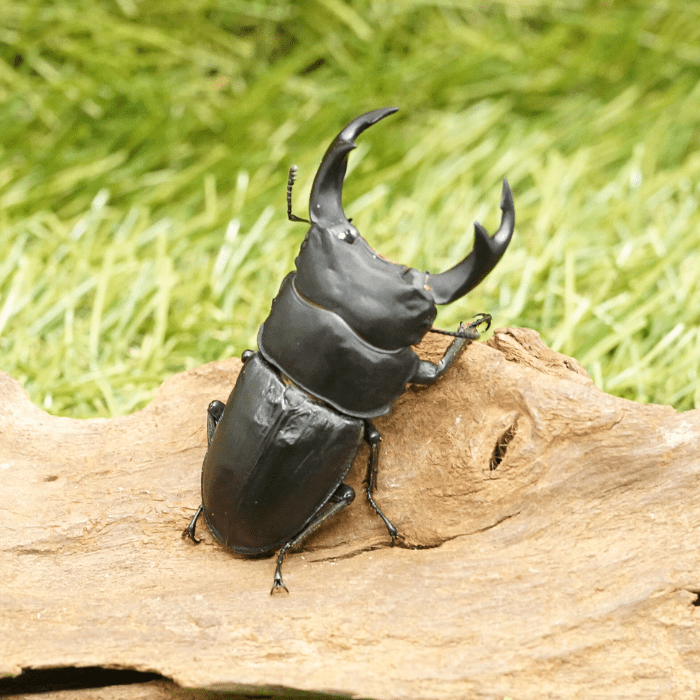 「きようふの昆虫軍団」（お値下げ） 虫よけしきわらいらず 1袋(5枚) フォレスト 【通販モノタロウ】
