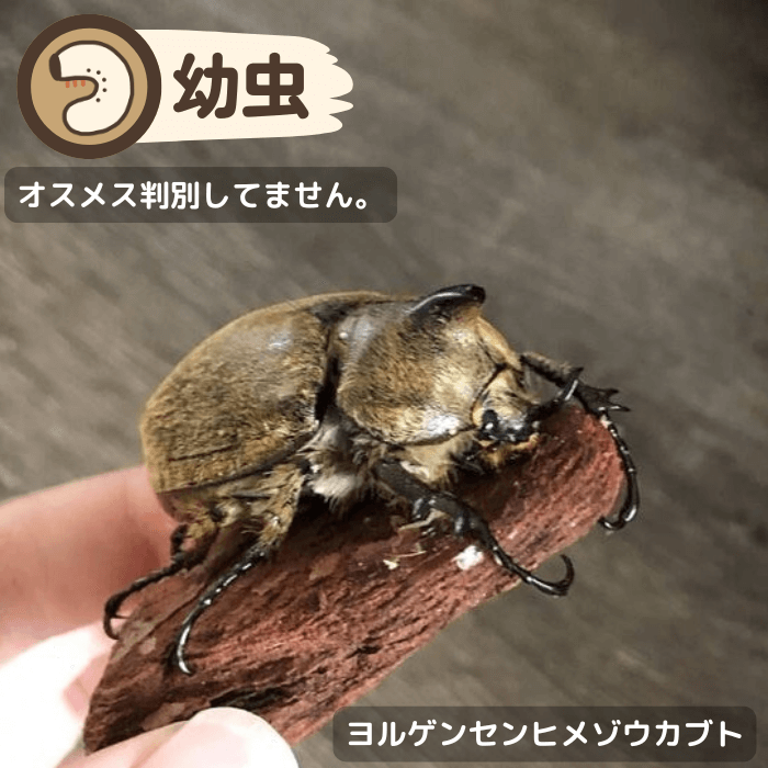 ヨルゲンセンヒメゾウカブト幼虫（チャコ産）累代CBF1(虫)