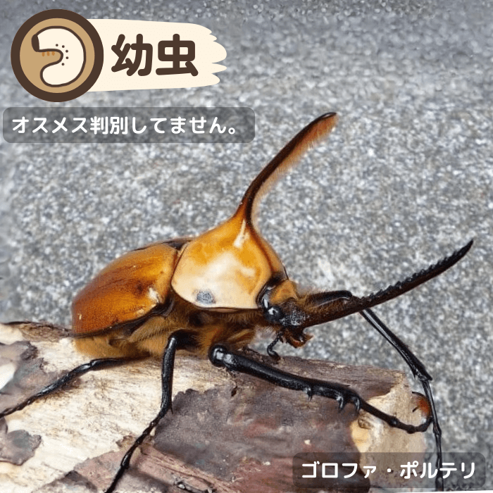 ゴロファポルテリ幼虫(ベネズエラ産)累代CBF1(虫)