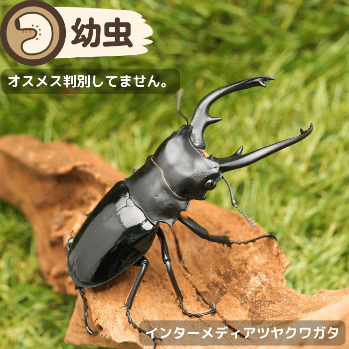 インターメディアツヤクワガタクワガタ幼虫(パラワン島産)累代WF1(虫)