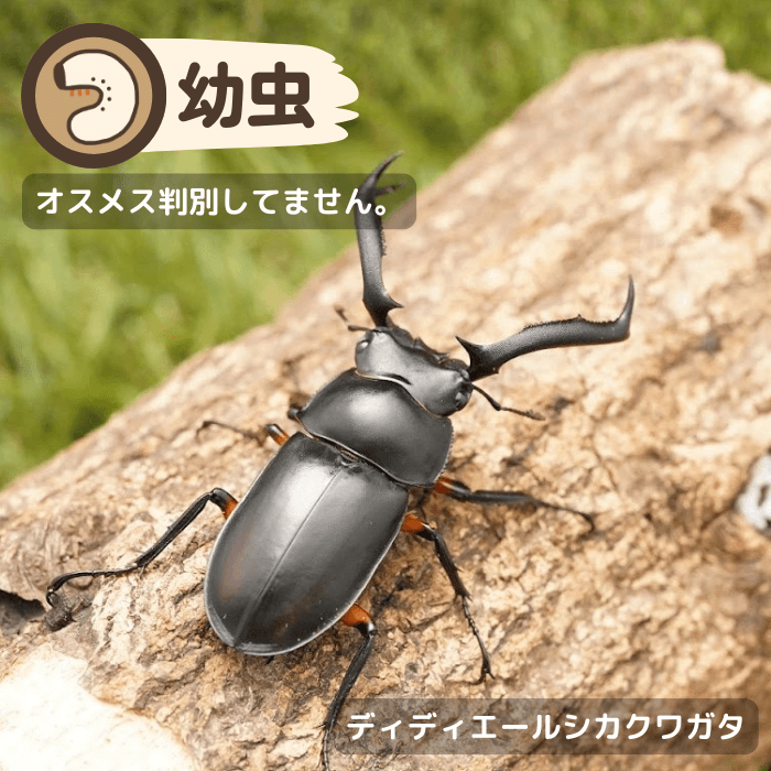 ディディエールシカクワガタ幼虫(キャメロンハイランド産)累代CBF1(虫)