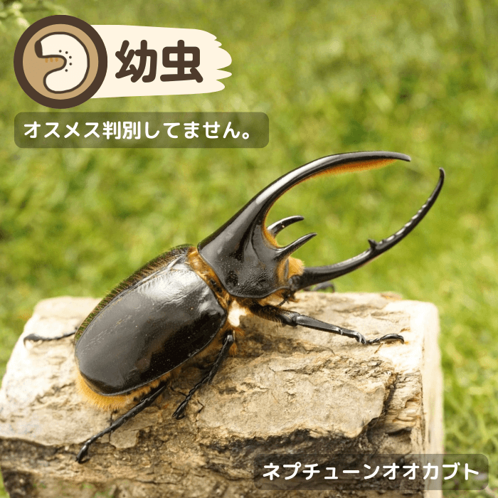 ネプチューンオオカブト幼虫(サンタンデール産)累代CBF1(虫)