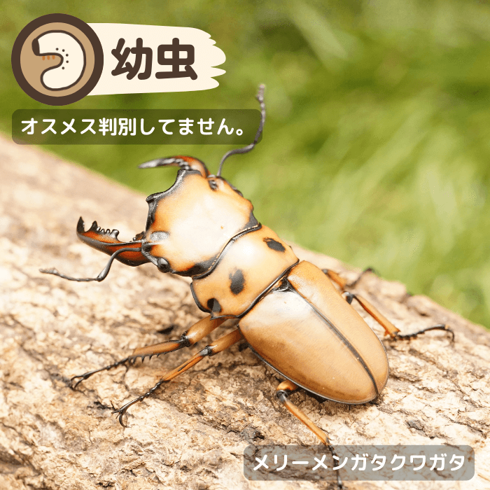 月夜野きのこ園クワガタ菌床販売部 / 幼虫