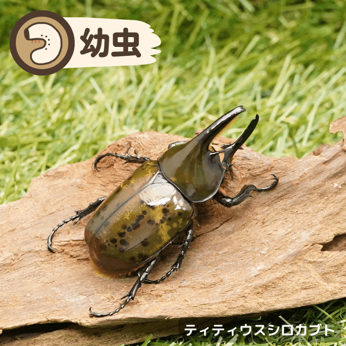 ティティウスシロカブト幼虫ペア(ノースカロライナ産)累代CBF1(虫)