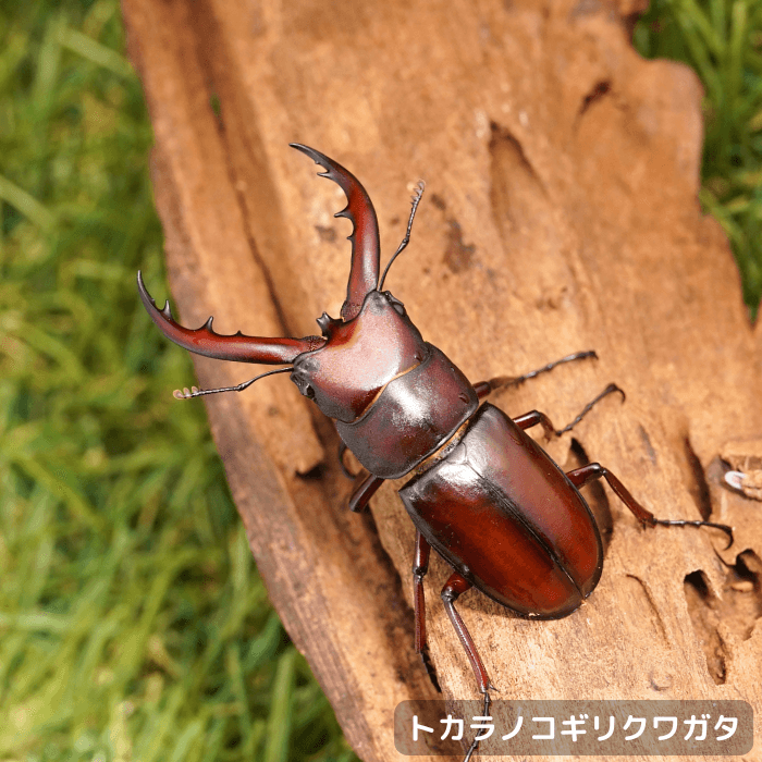 トカラノコギリクワガタペア オス50mmUP（諏訪之瀬島産）累代F2(虫)