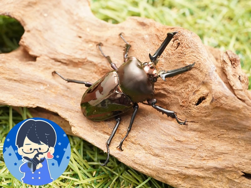 ニジイロクワガタ赤血統♂60mm単品 新成虫 : オオクワ京都昆虫
