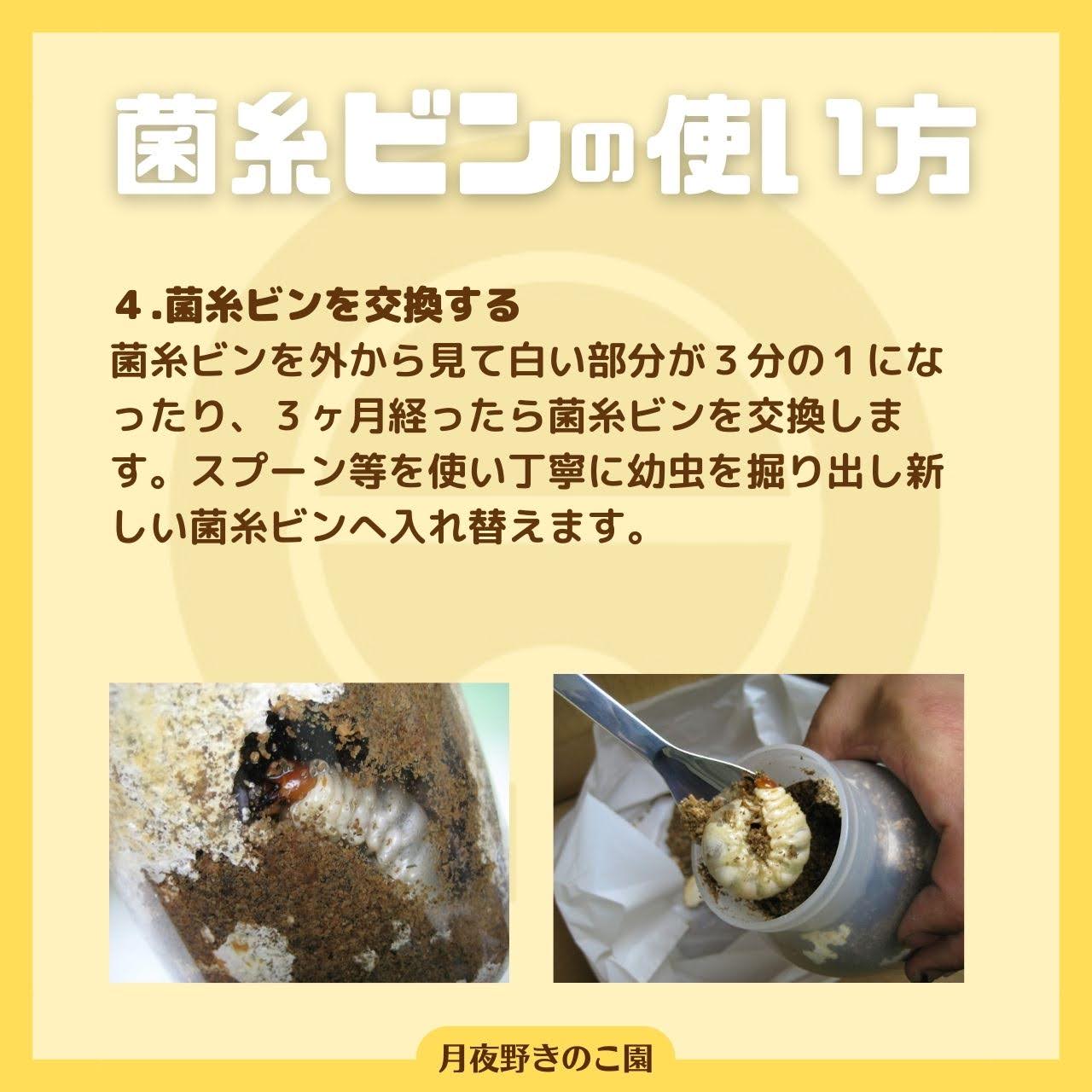 菌糸ビン入り　能勢SR血統　幼虫16頭　国産オオクワガタ　№2 オオクワガタ特大幼虫ペア 能勢YG血統 菌糸ビン入り | 輝心堂 最高級