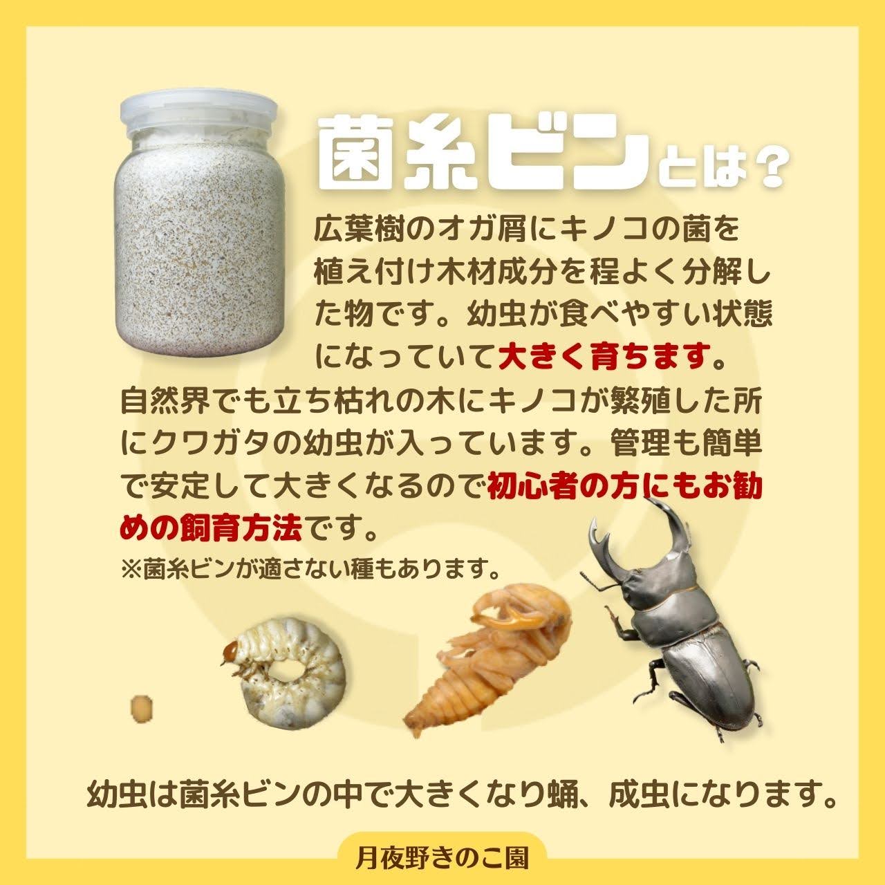 月夜野きのこ園クワガタ菌床販売部 / 菌糸ビン EP-1100 ｜クワガタ幼虫