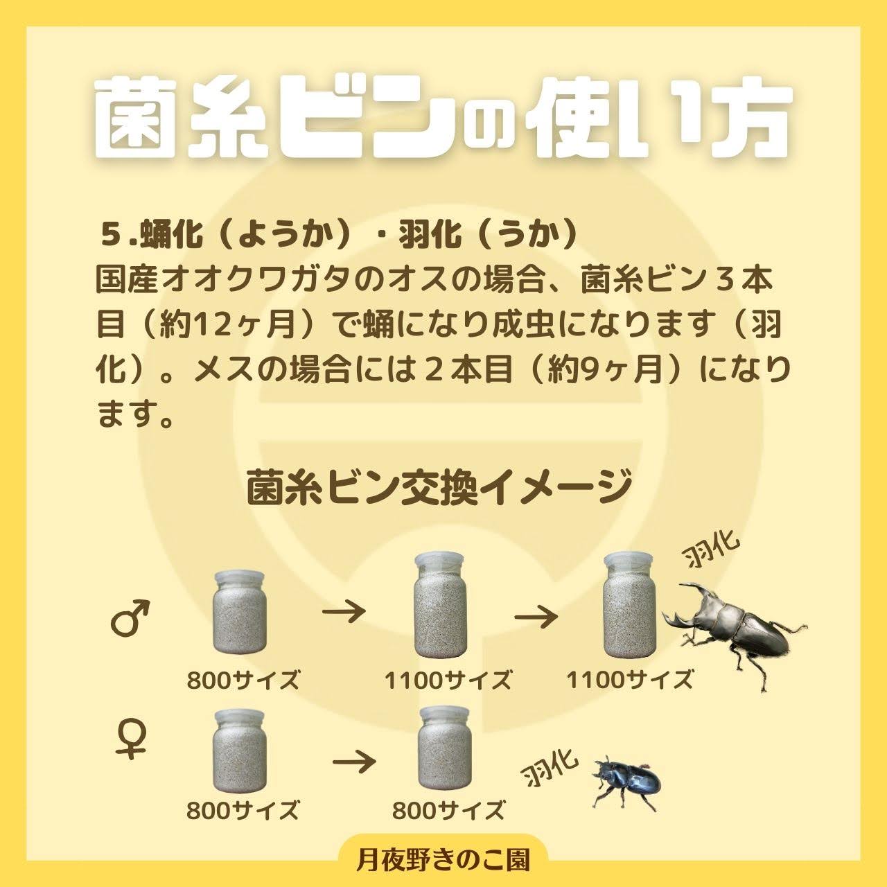 月夜野きのこ園クワガタ菌床販売部 / 菌糸ブロック N-カワラblock