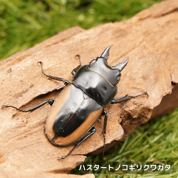 ハスタートノコギリクワガタ単品B品オス40mmUP(前胸ヘコミ,羽開き)（マライタ島産）累代WF1(虫)