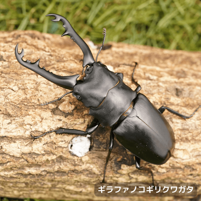 ギラファノコギリクワガタ | クワガタ・カブトムシ飼育情報 | 月夜野