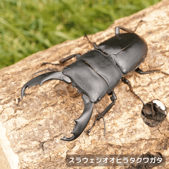 スラウェシオオヒラタクワガタペアオス70mmUP（パロロパル産）累代WD(虫)