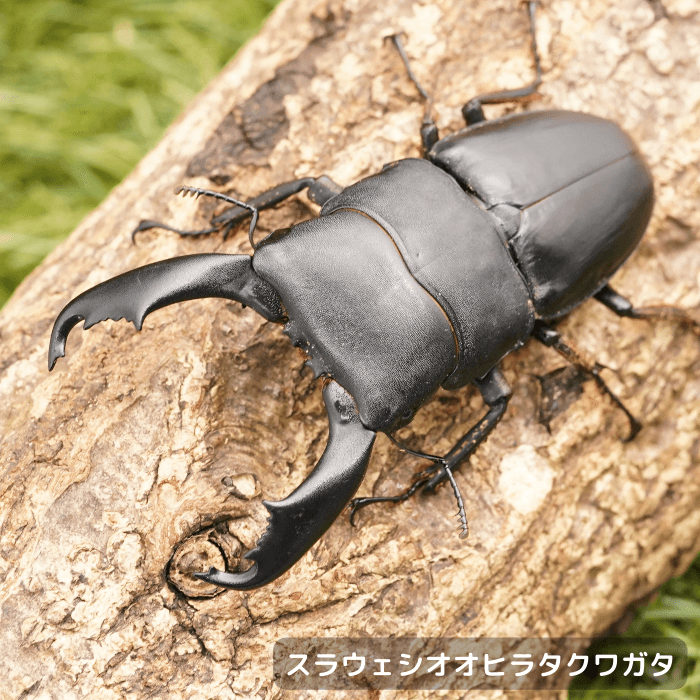 スラウェシオオヒラタクワガタペアオス80mmUP（パロロパル産）累代WD(虫)