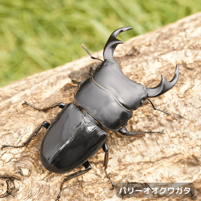 パリーオオクワガタペアオス60mmUP(アルゴプーロ産)累代WD(虫)