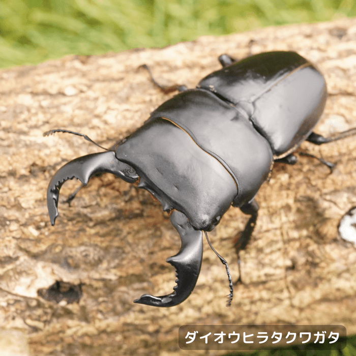 ダイオウヒラタクワガタペアオス80mmUP（東ジャワ産）累代WD(虫)