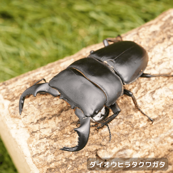 ダイオウヒラタクワガタペアオス75mmUP（東ジャワ産）累代WD(虫)