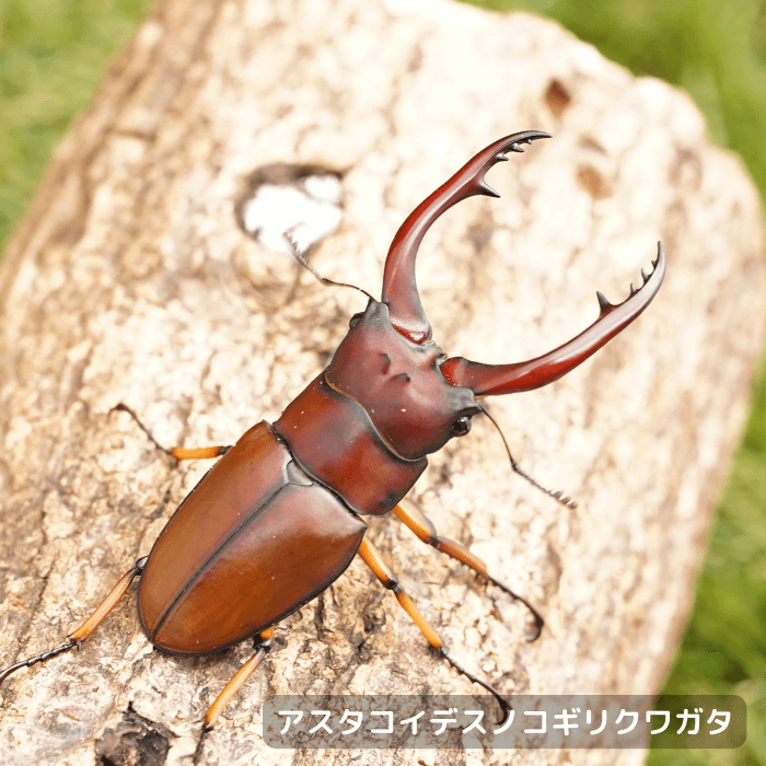 アスタコイデスノコギリクワガタ単品オス60mmUP（ベンクール産）累代WD(虫)