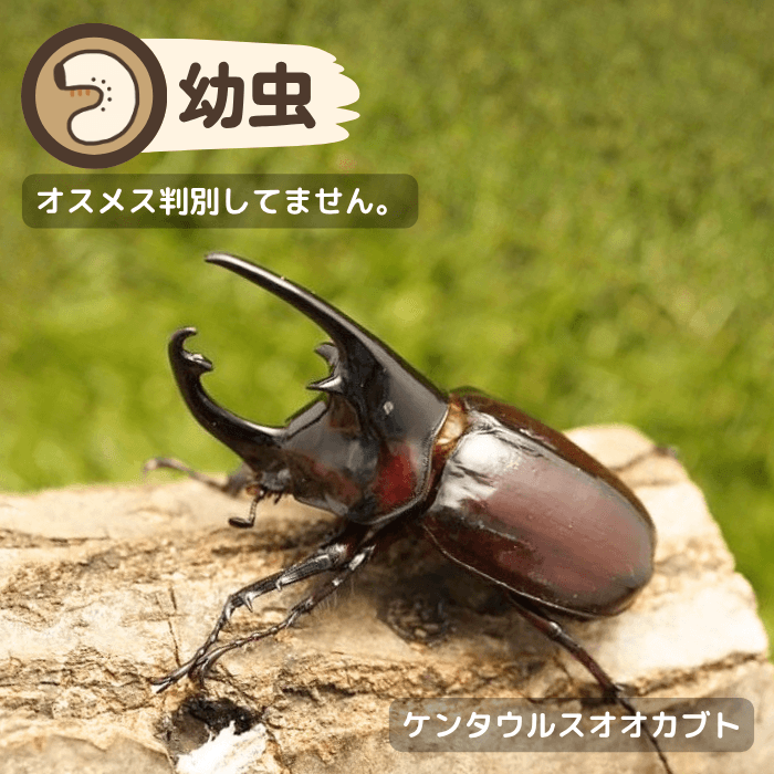 ケンタウルスオオカブト幼虫（カメルーン産）累代WF2(虫)