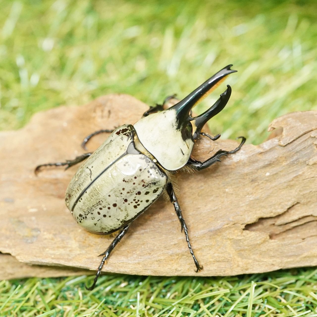 カブトムシ クワガタ 販売可能リスト - その他