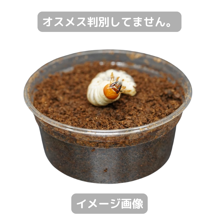 月夜野きのこ園クワガタ菌床販売部 / 国産オオクワガタ幼虫(産地不明