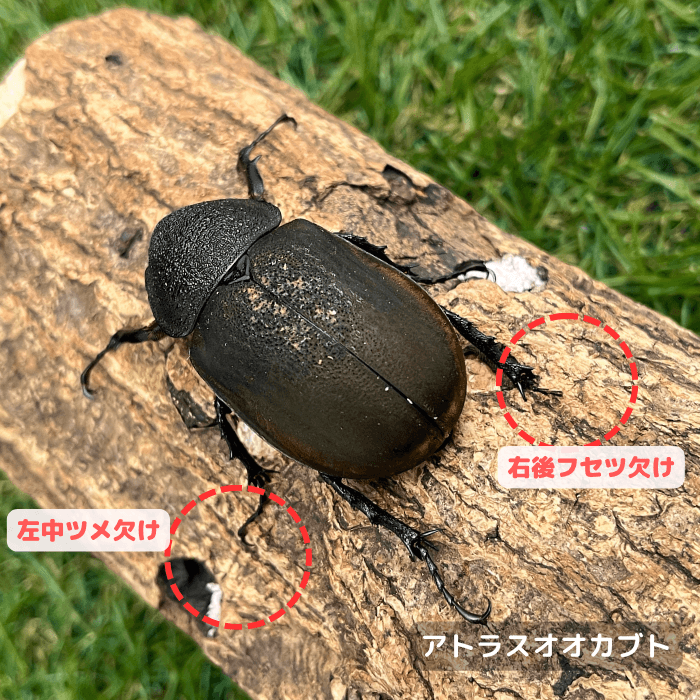アトラスオオカブト単品B品メス50mmUP(右後フセツ欠け,左中ツメ欠け)（スラウェシ・パロロパル産）累代WD(虫)