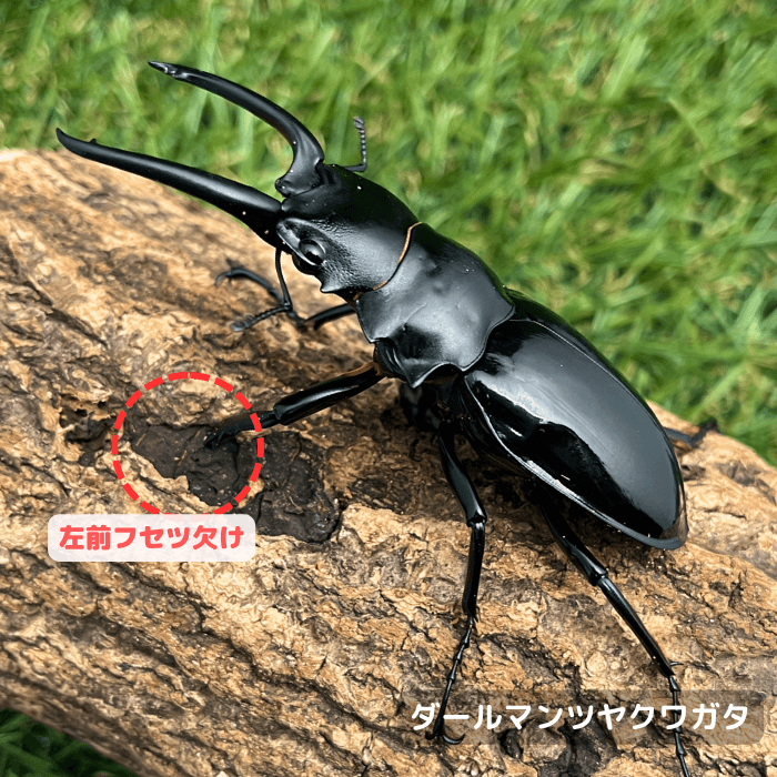 ダールマンツヤクワガタ単品B品オス80mmUP(左前フセツ欠け)（ペレン産）累代WD(虫)