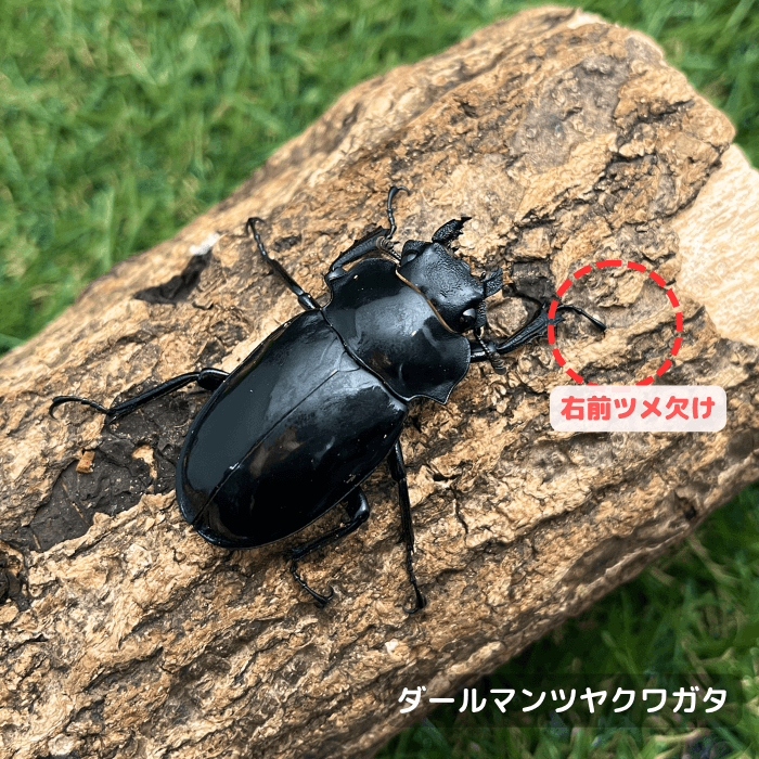 ダールマンツヤクワガタ単品B品メス40mmUP(右前ツメ欠け)（ペレン産）累代WD(虫)