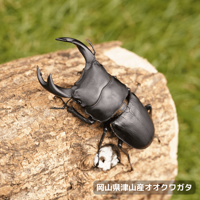 国産オオクワガタペアオス60mmUP（岡山県 津山産）累代CB(虫)