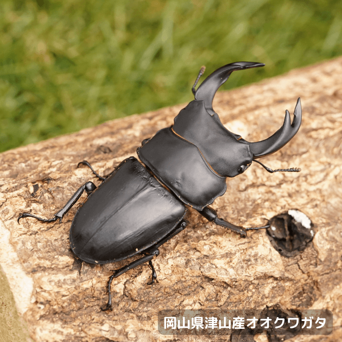 国産オオクワガタペアオス65mmUP（岡山県 津山産）累代CB(虫)