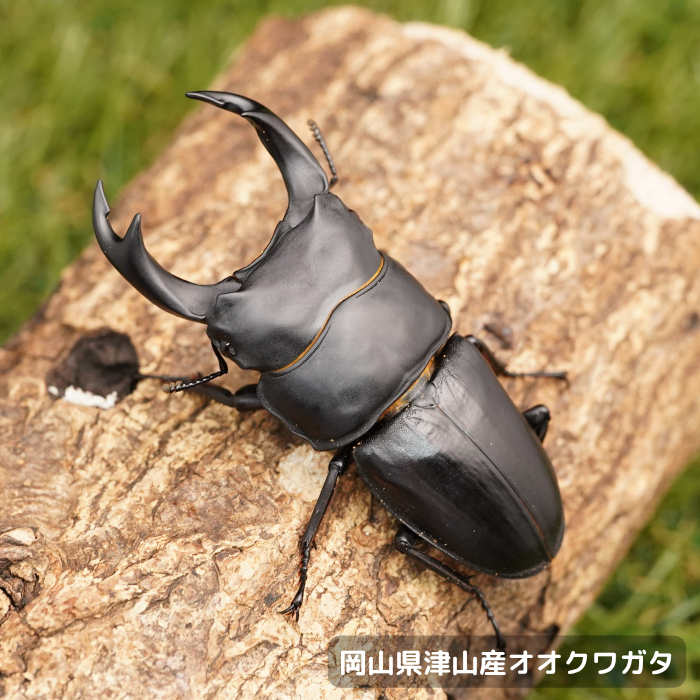 国産オオクワガタペアオス70mmUP（岡山県 津山産）累代CB(虫)