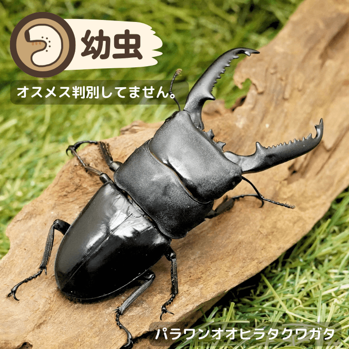 パラワンオオヒラタクワガタ幼虫（ガントン産）累代WF1(虫)