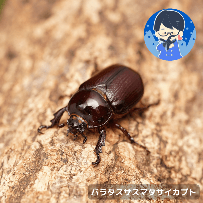 バラタスサスマタサイカブトペア オス25mmUP（エチオピア産）累代CBF4※YouTuberクワカブの部屋三森さん飼育成虫(虫)