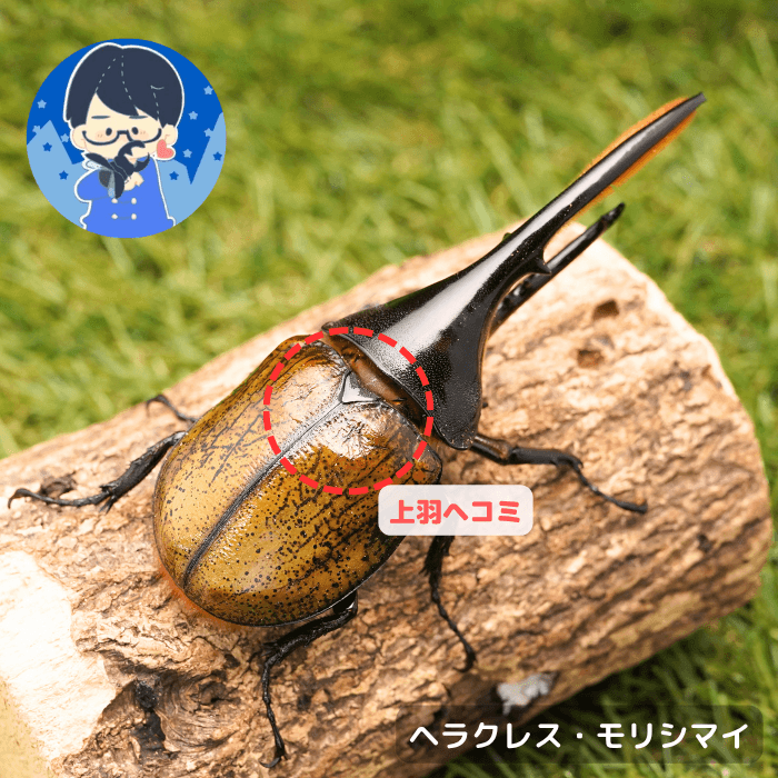 月夜野きのこ園クワガタ菌床販売部 / クワガタ・カブトムシ（生体）