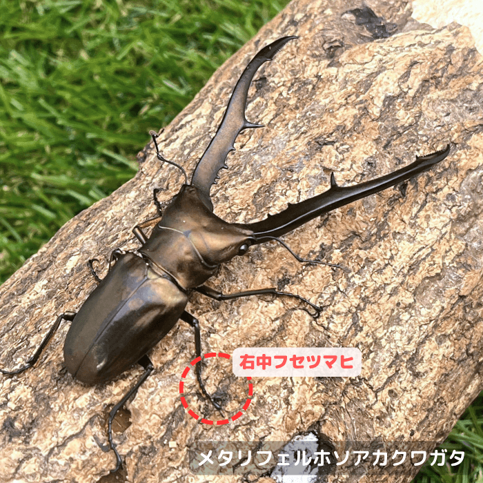 メタリフェルホソアカクワガタ単品B品オス80mmUP(右中フセツマヒ)（ペレン島産）累代WD(虫)