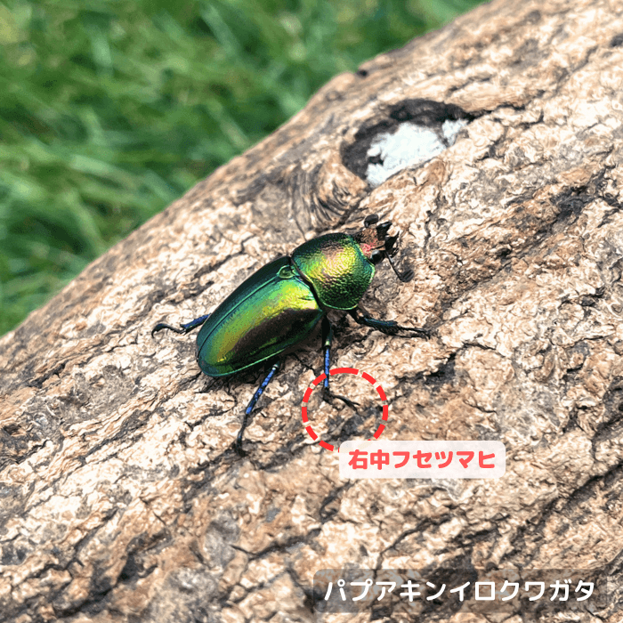 パプアキンイロクワガタ グリーン系 単品B品メス20mmUP(右中フセツマヒ)（アルファック産)）累代WD(虫)