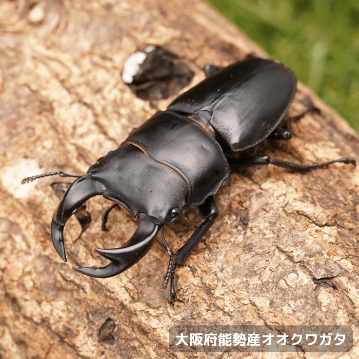 大阪府能勢産オオクワガタペアオス60mm 累代CBF1(虫)