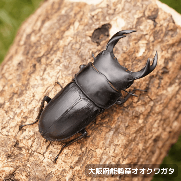 大阪府能勢産オオクワガタペアオス55mm 累代CBF1(虫)