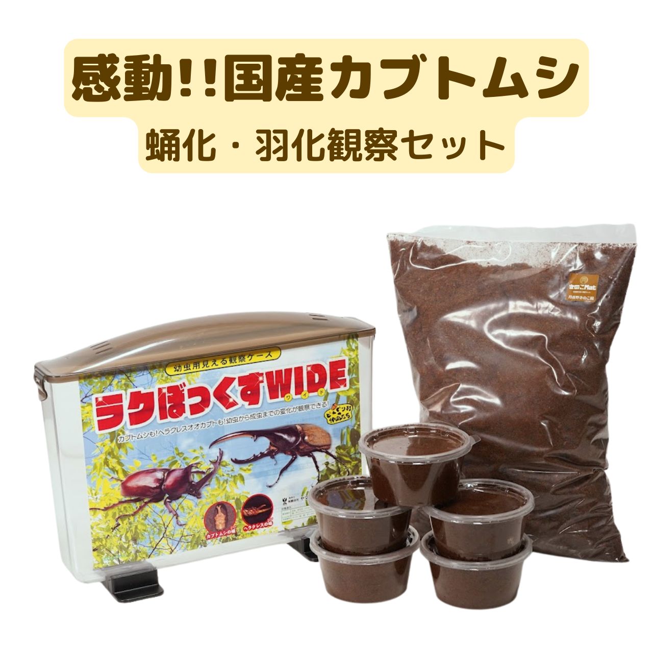 春から始める！カブトムシ感動体験セット(虫)