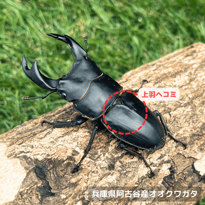 兵庫県阿古谷産オオクワガタ単品B品オス67mm(上羽ヘコミ) 累代CBF1(虫)