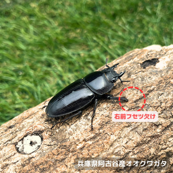 兵庫県阿古谷産オオクワガタ単品B品メス40mm(右前フセツ欠け) 累代CBF1(虫)
